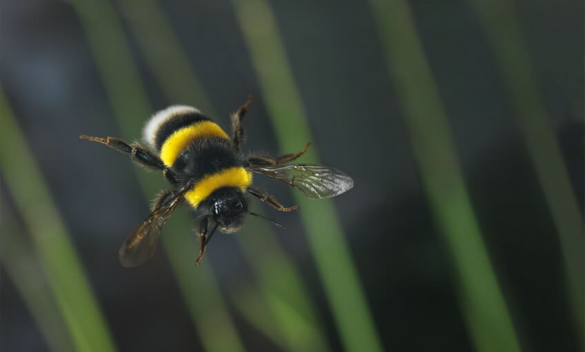 Bombus terrestris aggr.