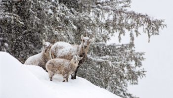 Bouquetins des Alpes (Capra ibex) - Parc du Grand Paradis (Italie), 3 décembre 2007 à 10h13