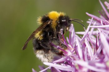 Au printemps, les reines de bourdons coucous se nourrissent de nectar, puis elles disparaissent dans les colonies qu’elles parasitent. Leurs descendants mâles et femelles sont visibles en été sur les fleurs. Le passage à des mœurs parasites se serait produit trois fois indépendamment dans l’évolution des bourdons. Au printemps, les reines de bourdons coucous se nourrissent de nectar, puis elles disparaissent dans les colonies qu’elles parasitent. Leurs descendants mâles et femelles sont visibles en été sur les fleurs. Le passage à des mœurs parasites se serait produit trois fois indépendamment dans l’évolution des bourdons.