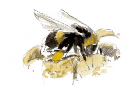 « Bourdon déposant du pollen à l'aide de sa deuxième paire de pattes. » / © Benoît Perrotin