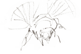 « Bourdon en train de ventiler, de face. » / © Benoît Perrotin