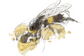 « Bourdon nourrissant une larve. » / © Benoît Perrotin