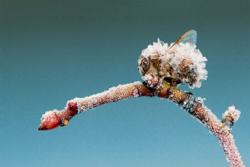 Chauds, les bourdons