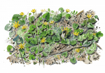 Bourdon terrestre au réveil. Bourdon terrestre au réveil.