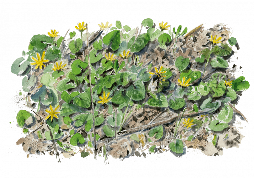 Le sacre du printemps chez les bourdons