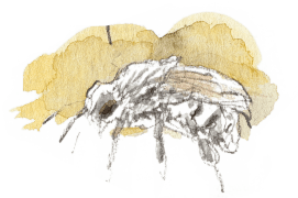 « Bourdon tout juste "émergé". Ailes plaquées sur l'abdomen (plus pâle). » / © Benoît Perrotin