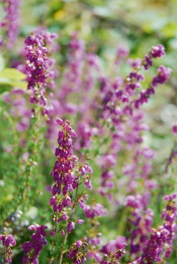 Bruyère cendrée Parmi les trognes du bocage de Sargé-sur-Braye