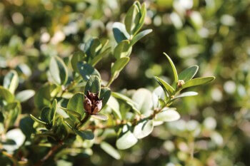 Buis / © Fleur Daugey