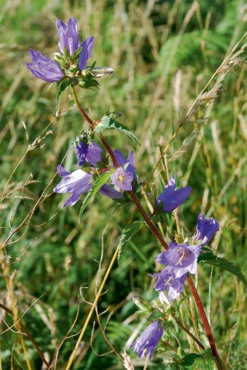 Campanule gantelée Parmi les trognes du bocage de Sargé-sur-Braye