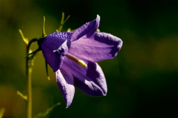 Campanule rhomboïdale: long stigmate visible