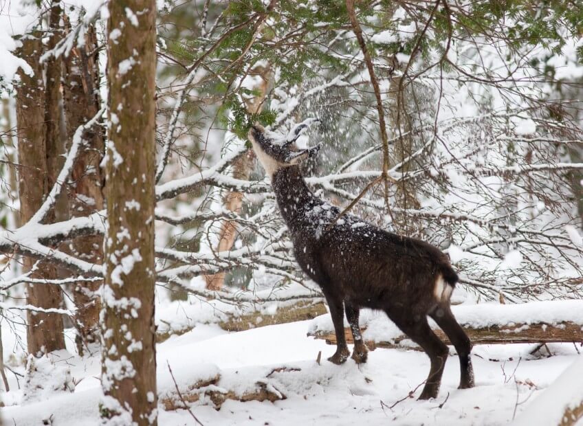 Ce chamois a trouvé quelques aiguilles à se mettre sous la dent.