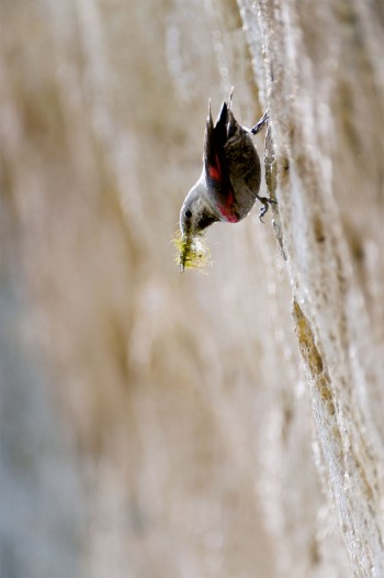 Ce tichodrome amène de la mousse pour construire son nid. / © Christophe Sidamon-Pesson