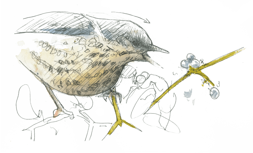 Cette grive draine se régales des fruits du gui, une aubaine pour parer à la disette hivernale.