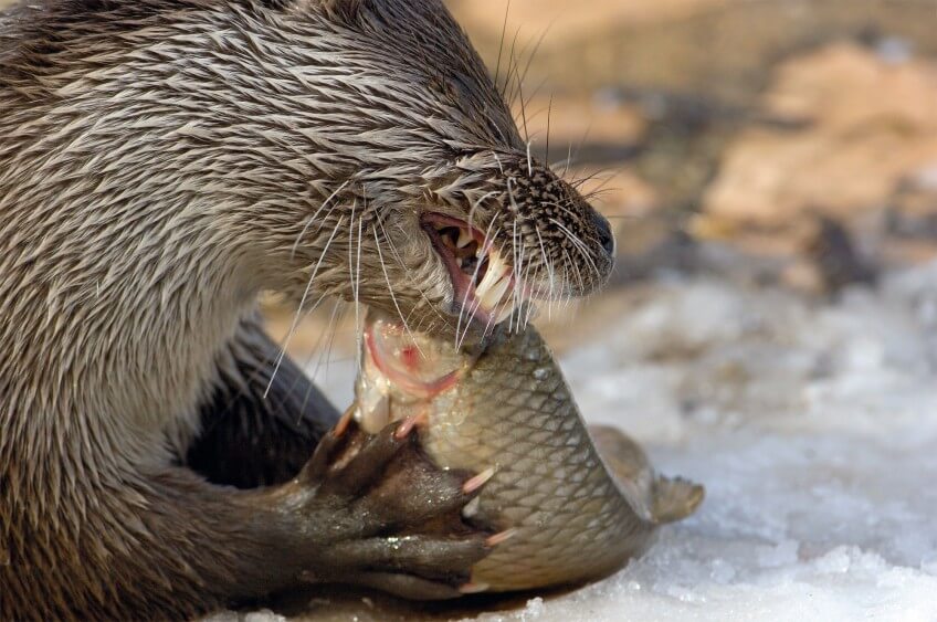 Cette loutre dévore à pleines dents un poisson, son plat principal.
