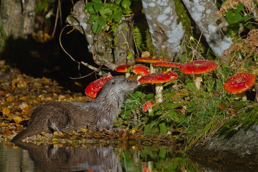 Cette loutre est-elle en train de renifler une amanite tue-mouches?