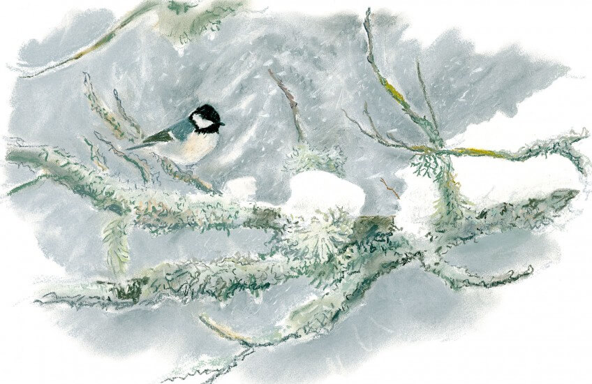 Cette mésange noire résiste au froid et à la neige grâce à ses réserves de graisse et à la mangeoire du jardin. Mésange norie en hiver
