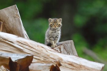 Chat forestier (Felis silvestris) - Forêt vosgienne, le 28 mai 2009 à 20h09.