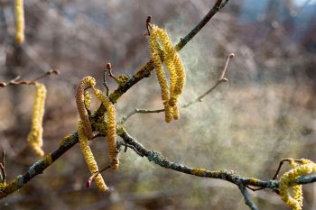 Chatons de noisetier (Corylus avellana)
