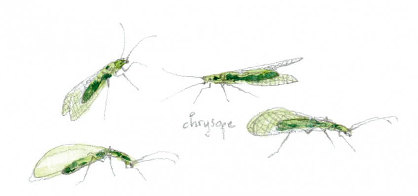 Berce des près, comment la cuisiner et quels insectes y trouver