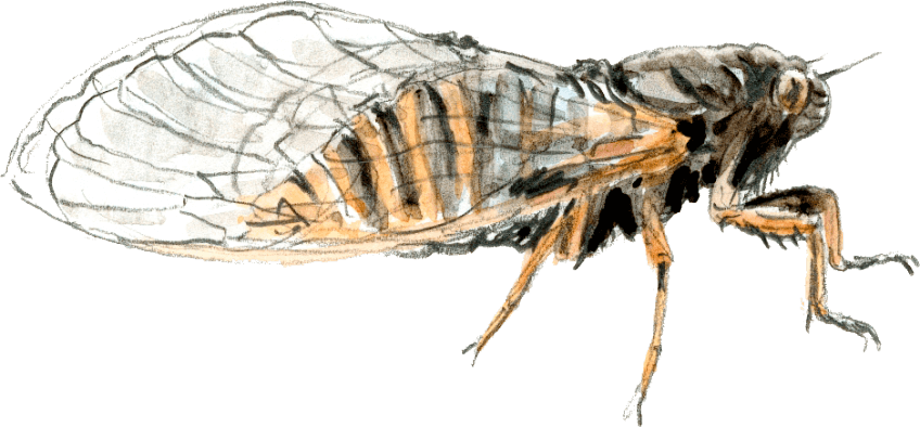 La chorales des orthoptères, sauterelles, grillons, criquets.