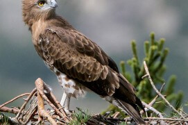 Circaète Jean-le-Blanc / © Lionel Maumary