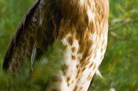 Circaète Jean-le-Blanc / © David Allemand