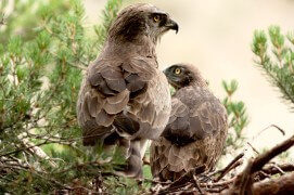 Circaète Jean-le-Blanc au nid / © David Allemand
