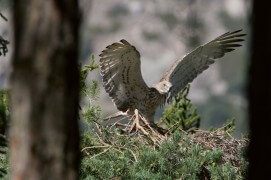 Circaète Jean-le-Blanc en train d'avaler un serpent / © Lionel Maumary