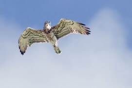 Circaète Jean-le-Blanc en vol, après une capture réussie / © David Allemand