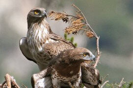 Circaètes Jean-le-Blanc au nid / © Lionel Maumary