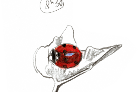 « Coccinelle à 7 points se chauffant sur le lierre du mur » / © Olivier Loir