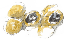 « Cocons avec œufs. » / © Benoît Perrotin