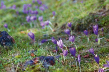 Colchiques / © Gwénaëlle Plet