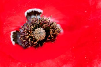 Coquelicot (Papaver rhoeas)