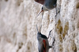 Couple de tichodromes, femelle en-haut, mâle en-bas / © Christophe Sidamon-Pesson