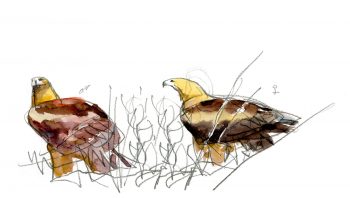 Couples d'aigles royaux. Le mâle à gauche, la femelle à droite. Couples d'aigles royaux. Le mâle à gauche, la femelle à droite.