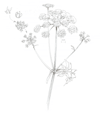 Berce des près, comment la cuisiner et quels insectes y trouver