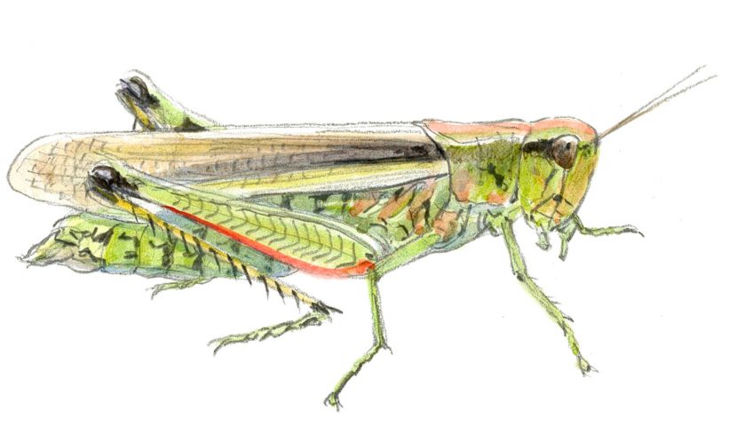 La chorales des orthoptères, sauterelles, grillons, criquets.