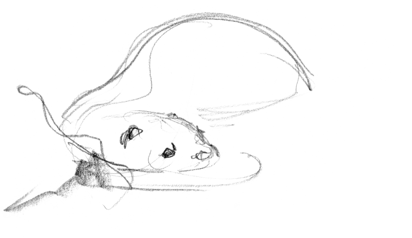 Yeux, oreilles et narines alignées au sommet du crâne permettent à la loutre de respirer et surveiller sans trop sortir de l'eau.