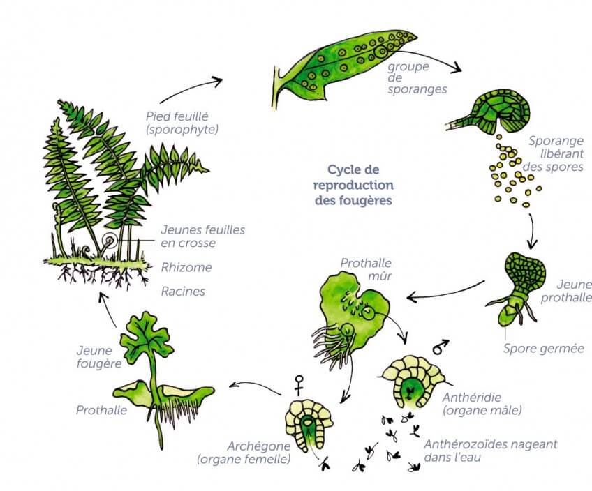 Cycle de reproductiond des fougères