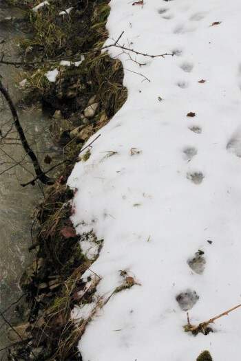 Décembre 2010 - Piste de loutre au bord d’un affluent de l’Ain, dans le Haut-Jura. A 9 km de la Suisse.