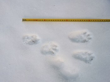 décembre 2011 - Premières traces de loutre depuis sa disparition de Suisse.  Alpes valaisannes.