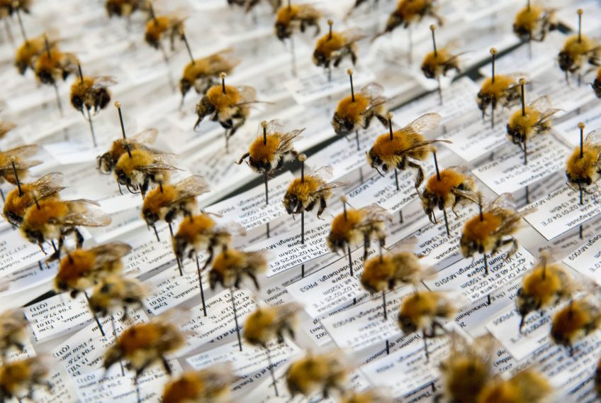 Demain, fini les bourdons ?