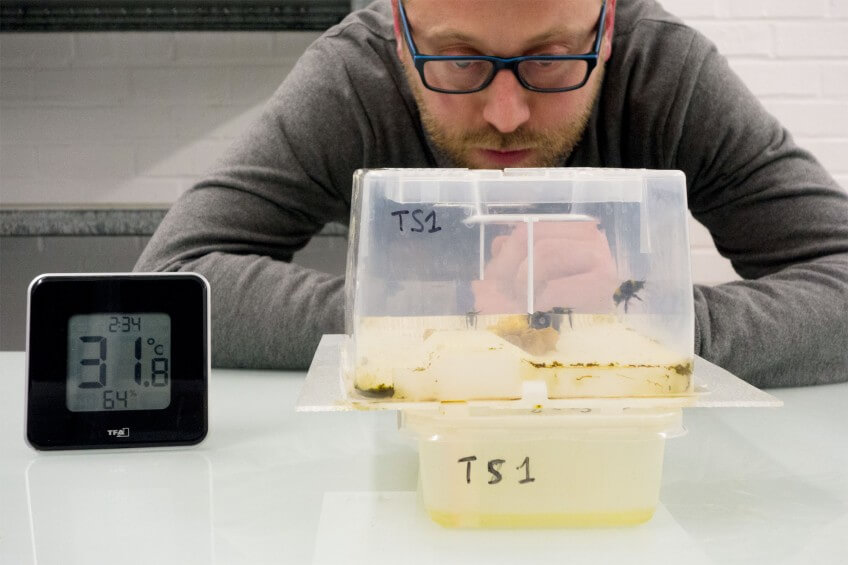 Demain, fini les bourdons ?