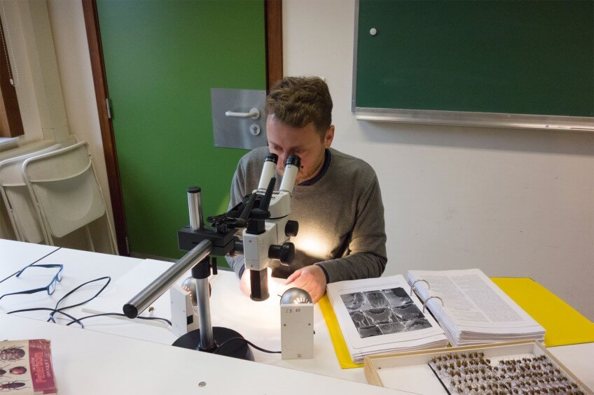 Demain, fini les bourdons ?