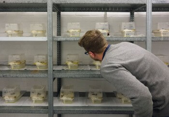 Le scientifique Denis Michez effectue des recherches sur les abeilles. / © Jessica Champeaux