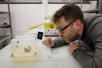 Le scientifique Denis Michez effectue des recherches sur les abeilles. / © Jessica Champeaux