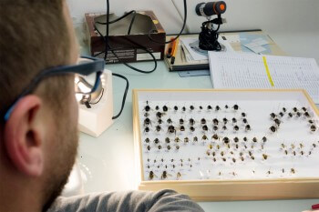 Le scientifique Denis Michez effectue des recherches sur les abeilles. / © Jessica Champeaux