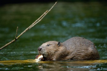 Depuis le cours du Rhône où il était retranché, le castor poursuit son retour. Un exemple remarquable de recolonisation suite à une protection légale. / © Alessandro Staehli
