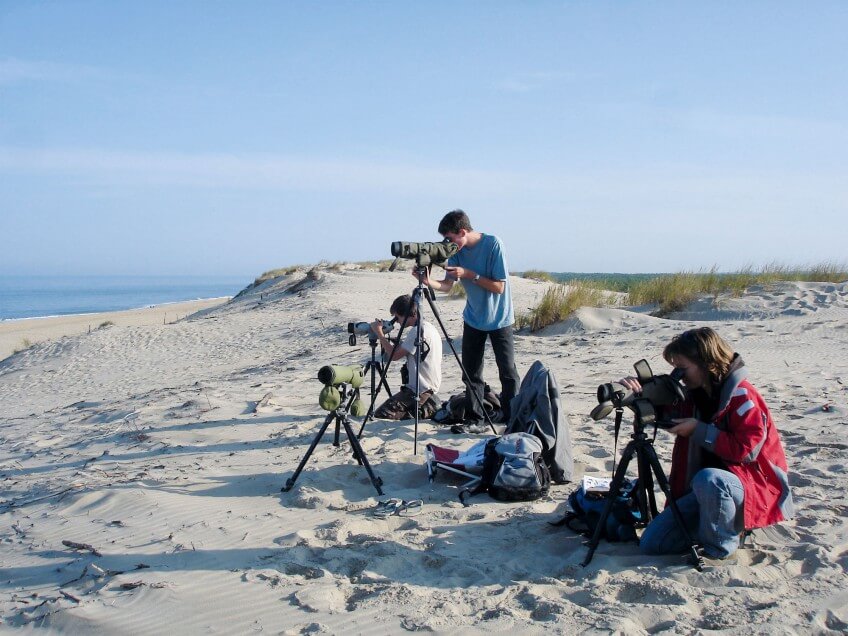 « Des dizaines d'ornithoogues observent et dénombrent les puffins le long de la côte atlantique. »